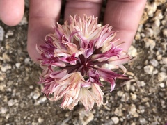 Allium parishii