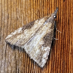 Hypena humuli