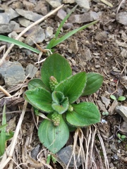 Plantago camtschatica