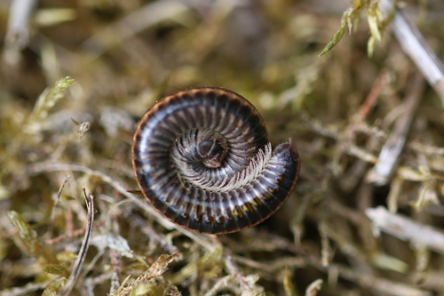 Striped Millipede, photo 4 of 7
