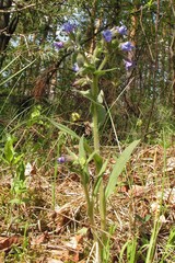 Pulmonaria angustifolia
