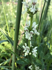 Stachys annua