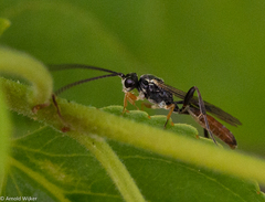 Crypteffigies lanius