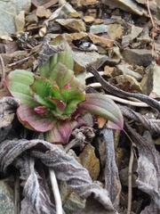Plantago camtschatica