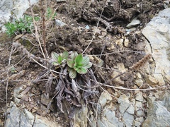 Plantago camtschatica