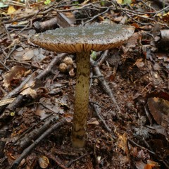 Amanita nigrescens