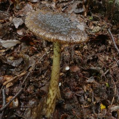 Amanita nigrescens