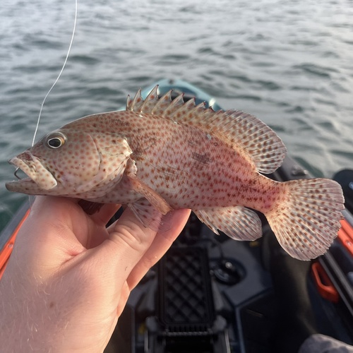 Coney (Cephalopholis cruentata) — Serranidae — 3