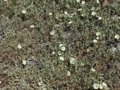 Calystegia malacophylla pedicellata