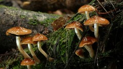 Cortinarius melimyxa