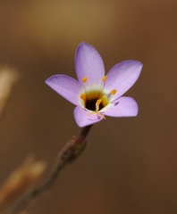 Leptosiphon ambiguus