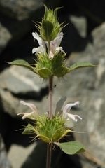 Acanthomintha lanceolata