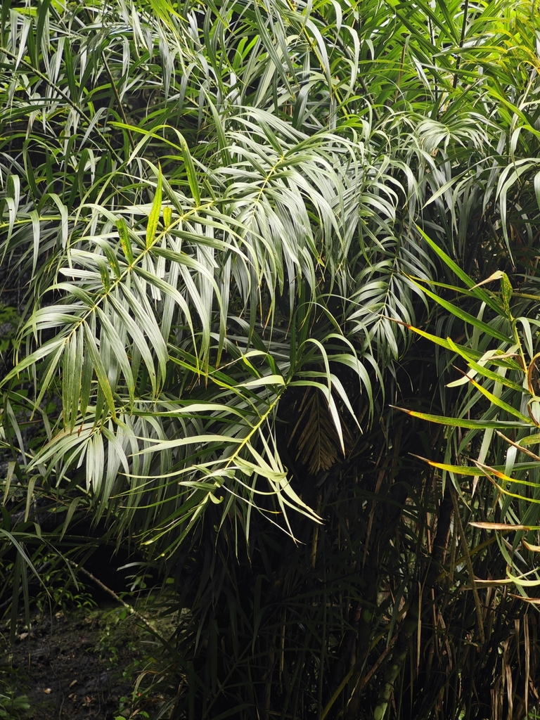 Calamus rhabdocladus (Calamus rhabdocladus)