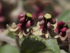 Asclepias californica californica