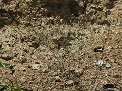 Eriogonum covilleanum