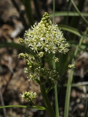 Toxicoscordion venenosum venenosum