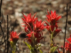 Castilleja martini martini