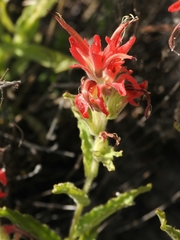 Castilleja martini martini