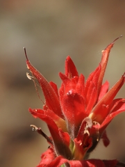 Castilleja martini martini