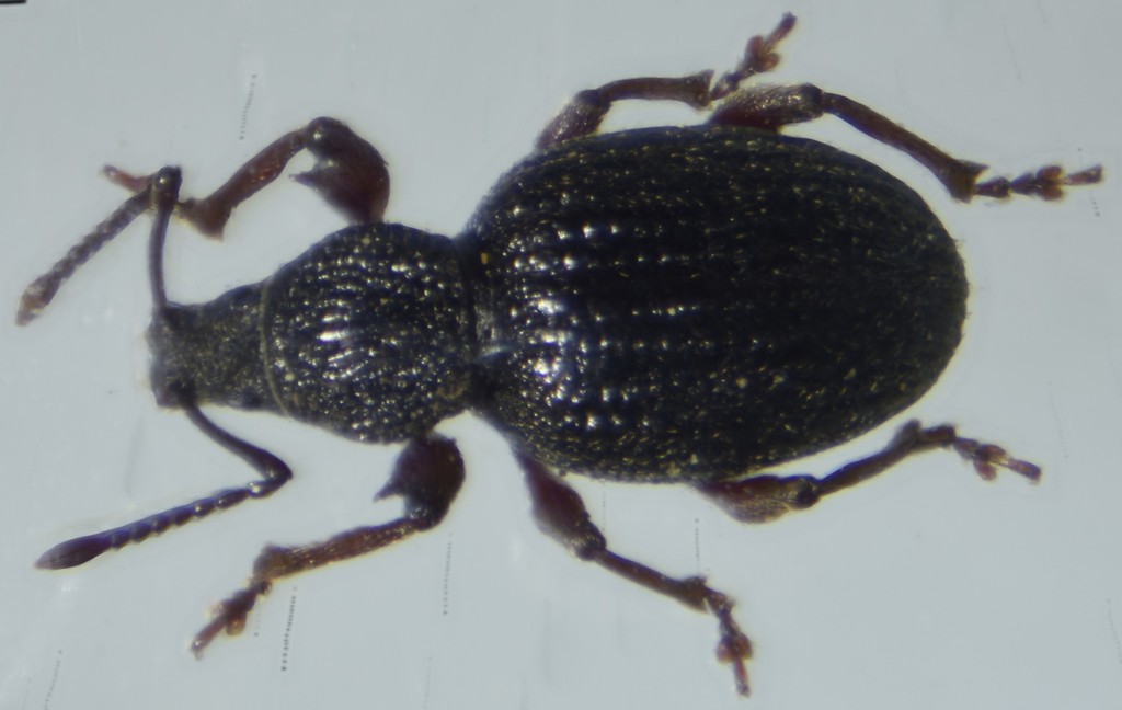 Strawberry Root Weevil