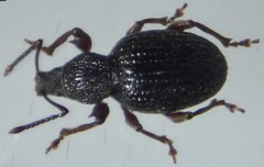 Strawberry Root Weevil