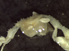 Caprella mutica