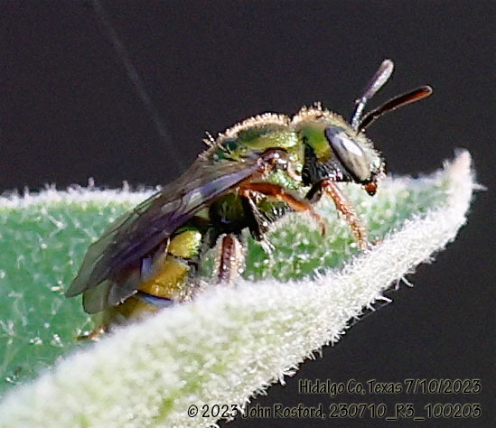 Auriferous Green Sweat Bee