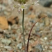 Serpentine Onion - Photo (c) David Greenberger, some rights reserved (CC BY-NC-ND), uploaded by David Greenberger