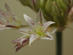 Allium diabolense