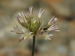 Allium diabolense