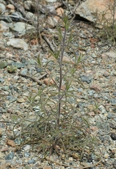 Cordylanthus rigidus rigidus