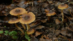 Cortinarius melimyxa
