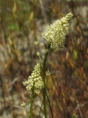 Toxicoscordion venenosum venenosum