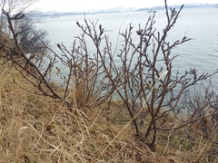 Sorbus sambucifolia
