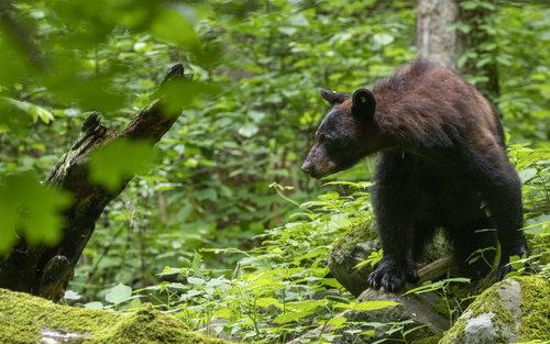 American Black Bear photographed in Tennessee