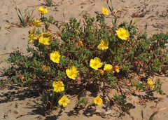 Oenothera drummondii