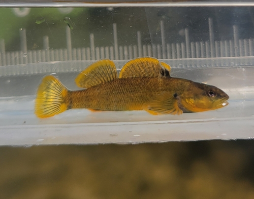 Tippecanoe Darter