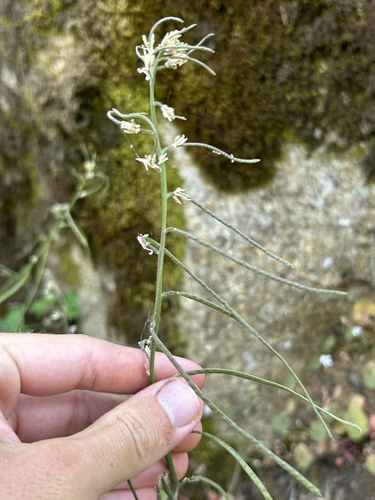 Yosemite rockcress (Yosemitea repanda)