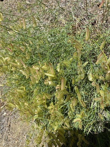 Astragalus cusickii var. flexilipes