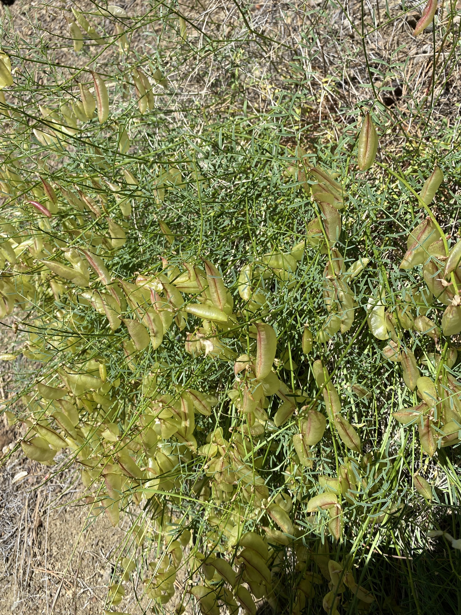 Astragalus cusickii var. flexilipes