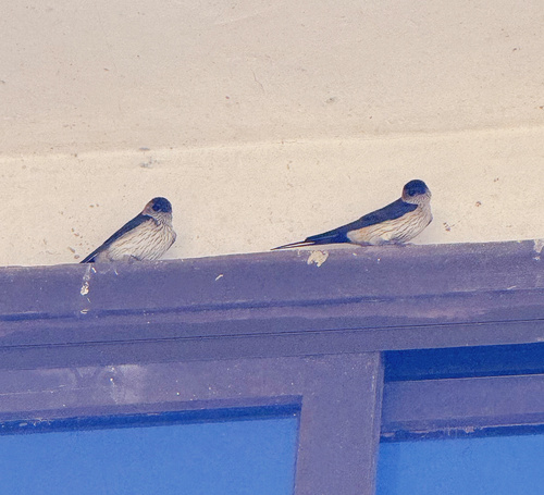 Eastern Red-rumped Swallow