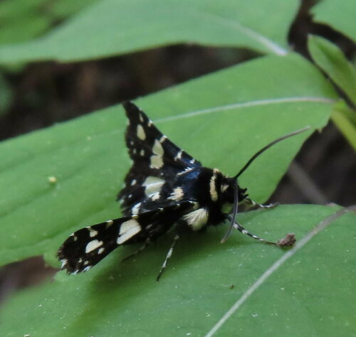 Mournful Thyris Moth photo 3