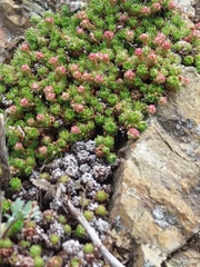 Saxifraga bronchialis funstonii