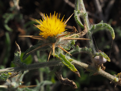 Centaurea procurrens