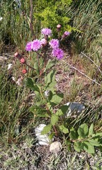 Vernonia greggii