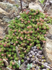 Saxifraga bronchialis funstonii