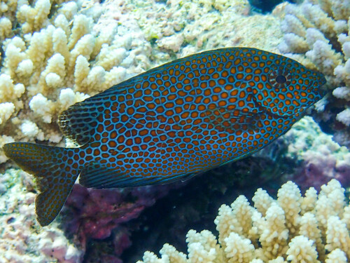Gold-spot spinefoot (Siganus punctatus) — Siganidae