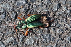 Carabus auratus