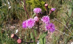 Vernonia greggii