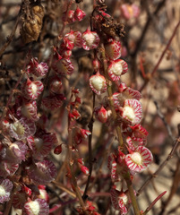 Rumex pictus